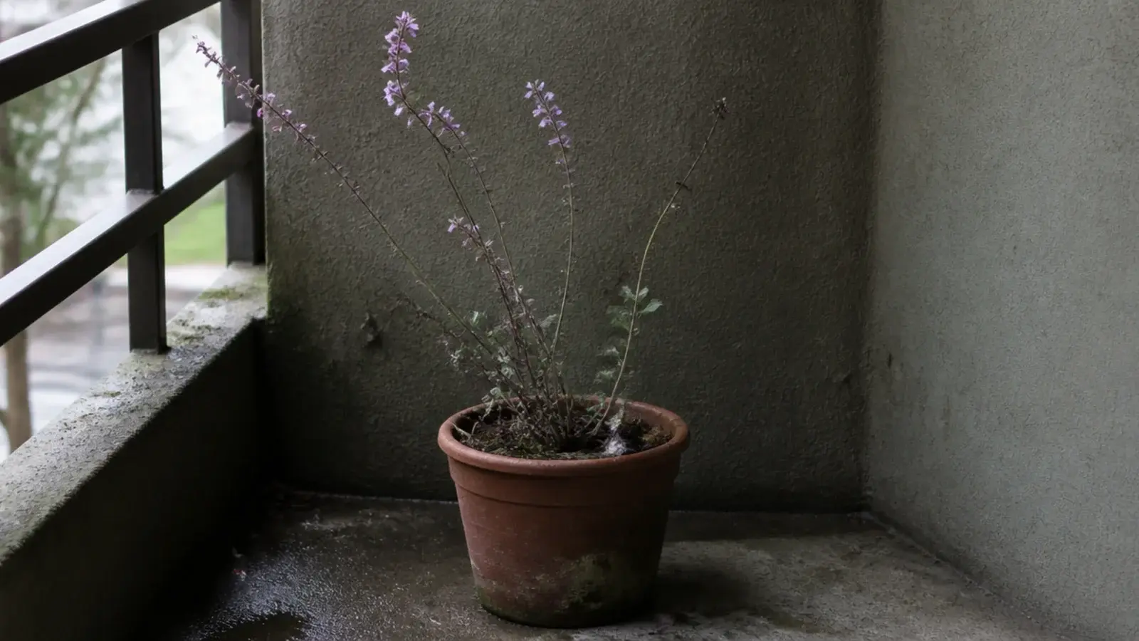 lavender struggling in a shaded balcony corner with pale leggy growth