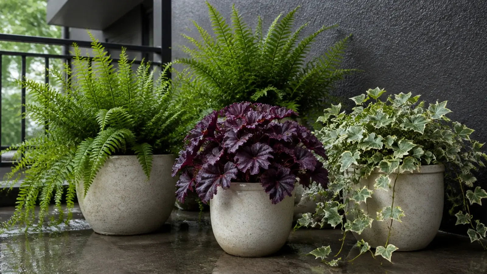 shade loving ferns and heuchera in pots on a north facing balcony