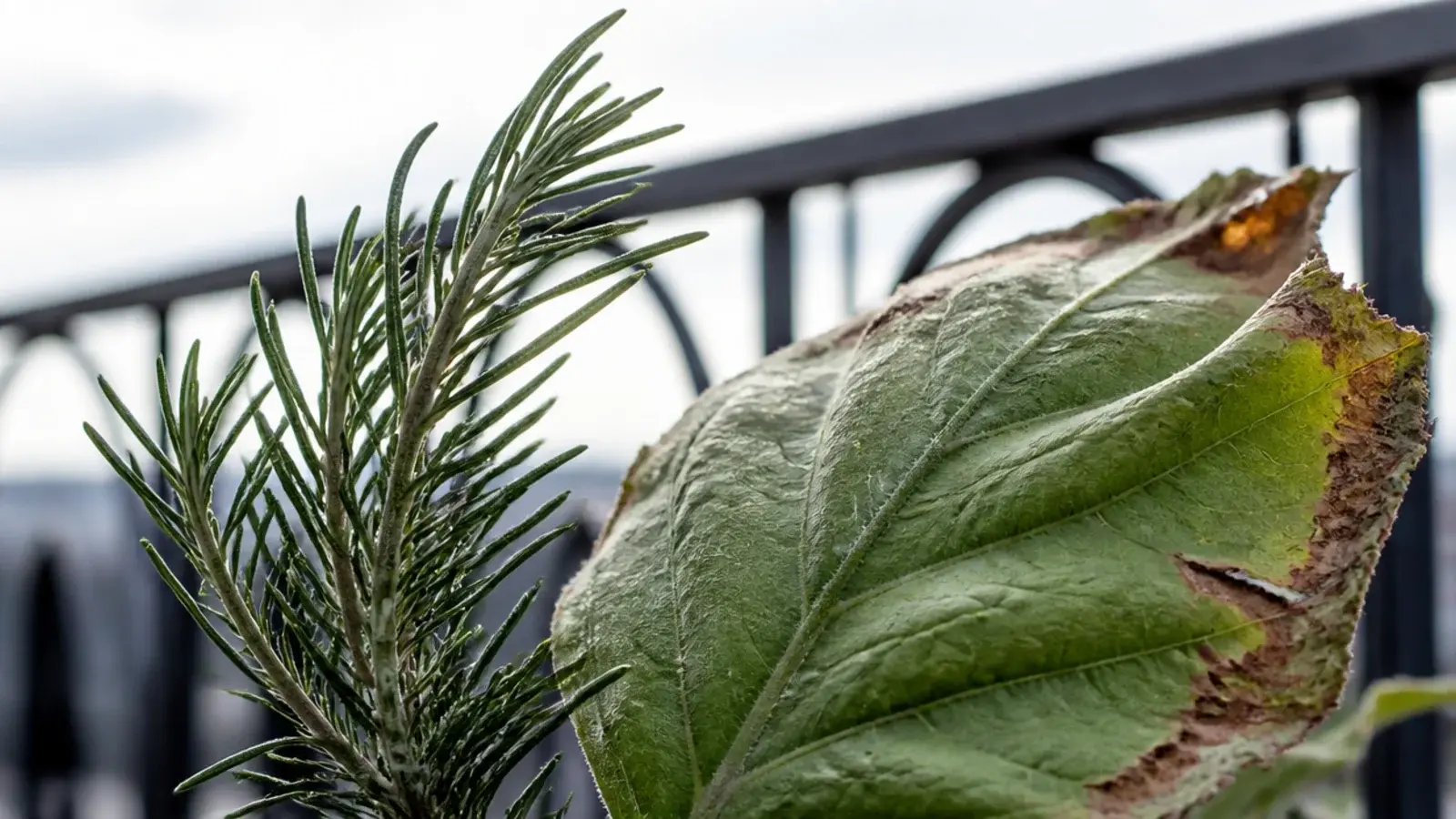 fine leaved balcony plants moving in wind beside a torn broad leaf