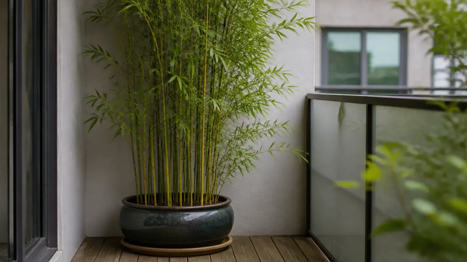 clumping bamboo in a large container screening a balcony corner