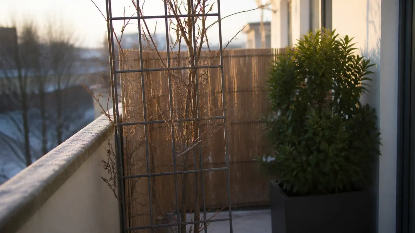 balcony screening in winter with evergreen cover and bare climbers