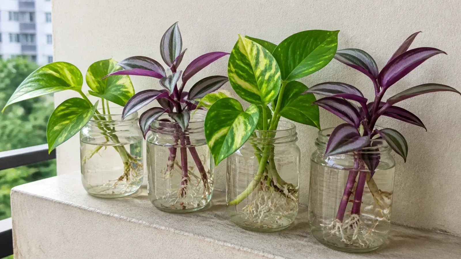 cuttings rooting in glass jars of water on a shaded balcony ledge