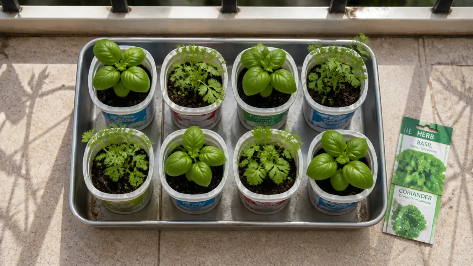 seedlings sprouting in reused yogurt pots on a sunny balcony tray