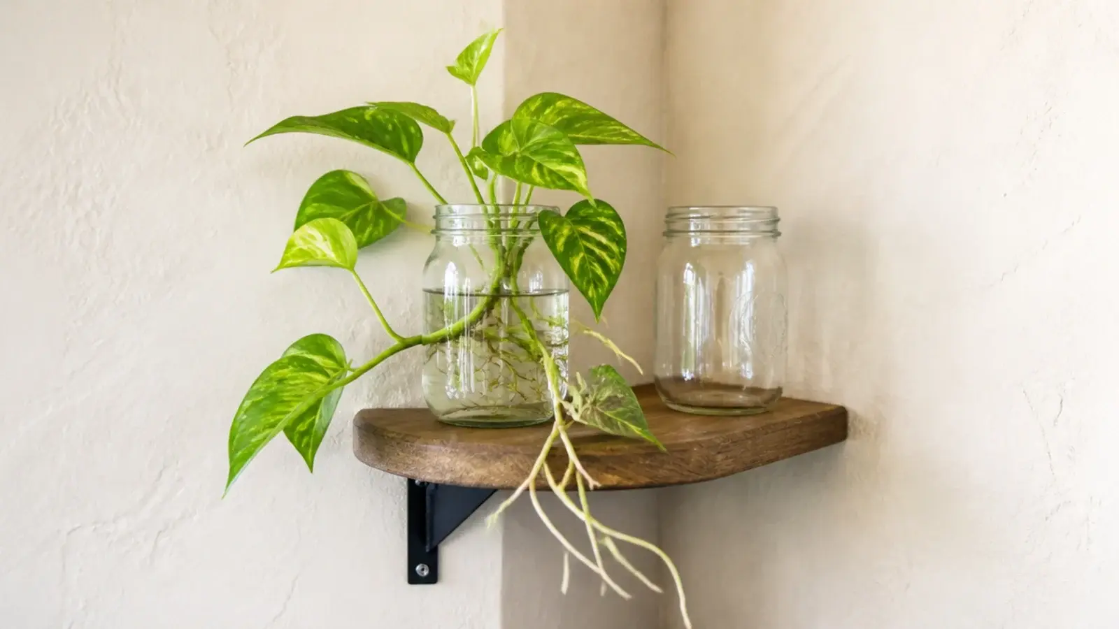 pothos cuttings rooting in a glass jar of water on a corner shelf