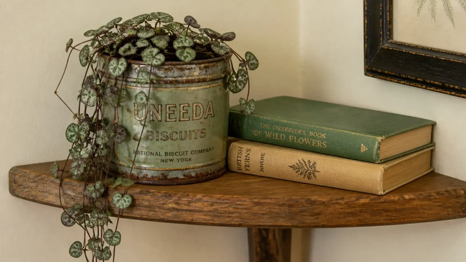 small worn vintage tin holding a trailing plant on a corner shelf
