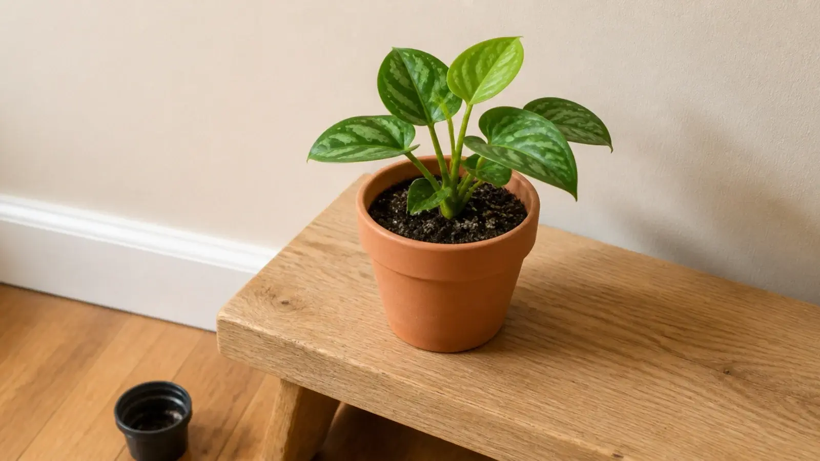 small plant repotted into plain terracotta sitting on a wooden shelf