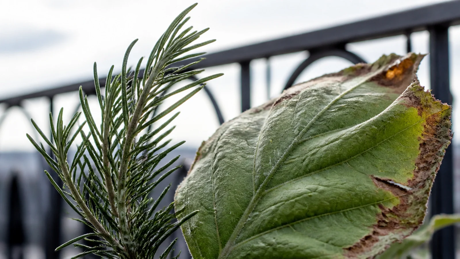fine leaved balcony plants moving in wind beside a torn broad leaf