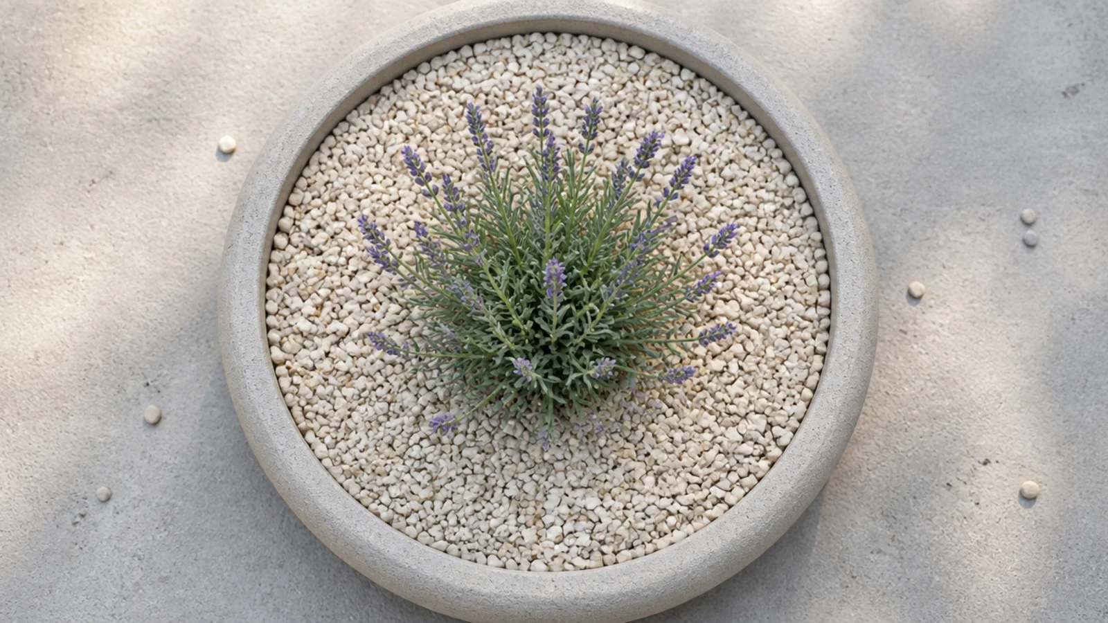pale gravel mulch spread over the soil surface of a balcony planter
