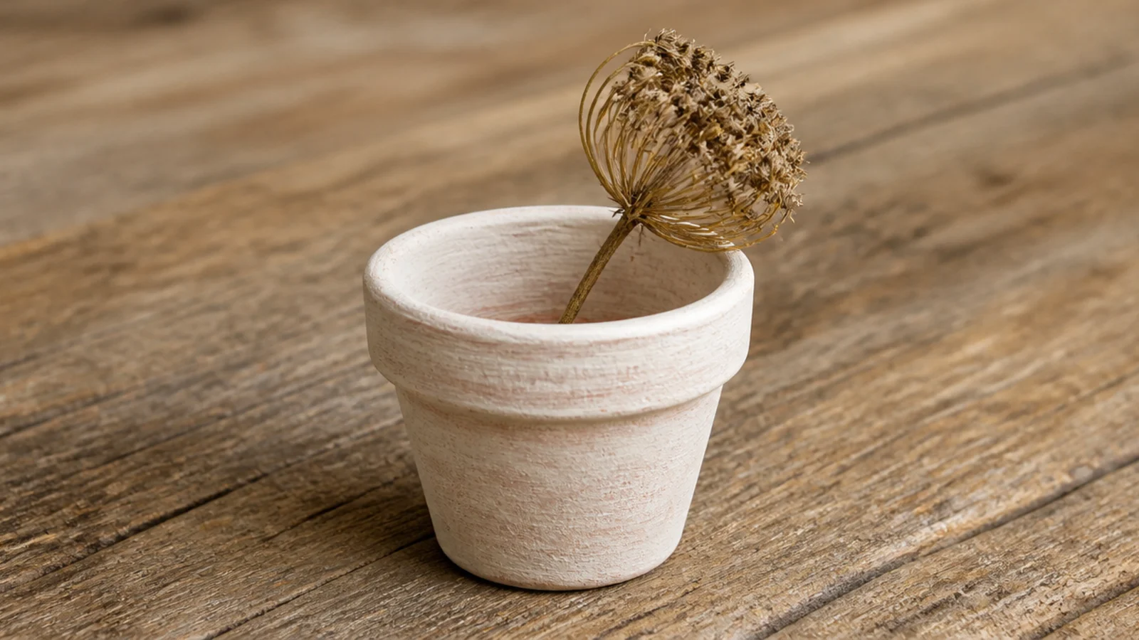 small terracotta pot painted chalky cream holding a dried stem