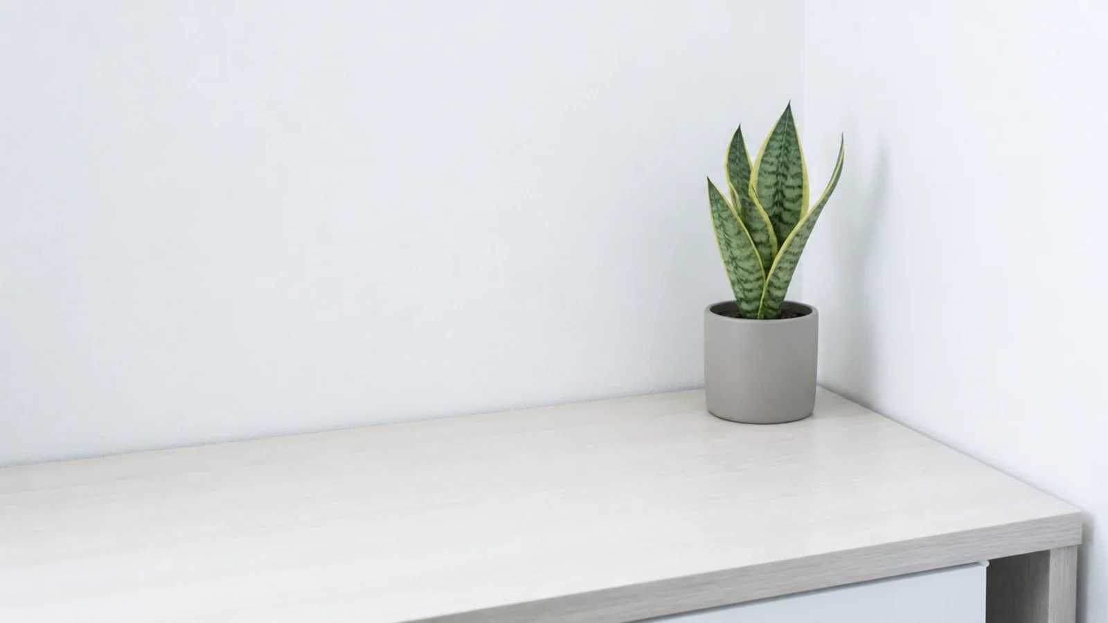 single small plant in a plain pot on a bare study desk
